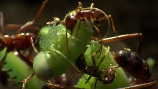 Praying Mantis Decapitated by Ant Swarm  Superswarm  BBC Earth [upl. by Trevah]