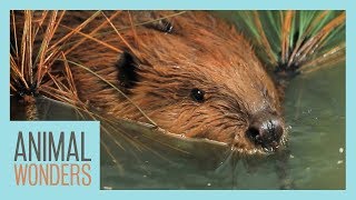 Special Needs Beaver Goes Swimming [upl. by Lerret]