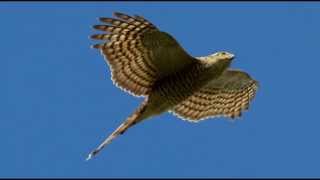 Sparrowhawk Bird Call Bird Song [upl. by Ilek]