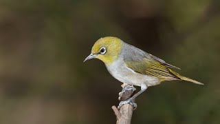 Zosterops silvereye [upl. by Nairde]