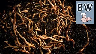 Worm Breeding Step by Step [upl. by Ahsayn]