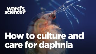 Caring and Culturing for Daphnia [upl. by Juliet740]