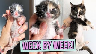 Learn How Baby Kittens Grow 08 Weeks [upl. by Rasmussen]