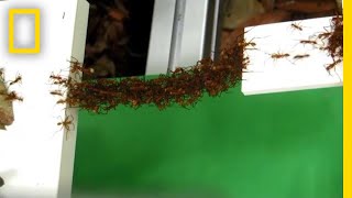 See How Ants Build Bridges in MidAir With Just Their Bodies  National Geographic [upl. by Notlrac]