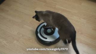 Cat shows HOW TO use iRobot Roomba Vacuum [upl. by Nuahsak]