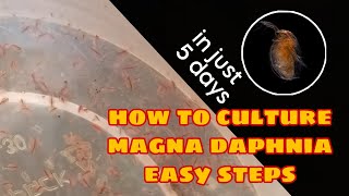 How to Culture Magna Daphnia Easily [upl. by Sieber]