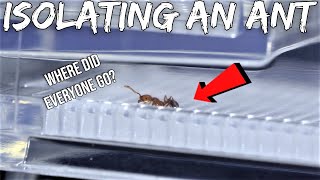 Quarantining An Ant From Its Whole Colony  Sad Reaction [upl. by Musihc]