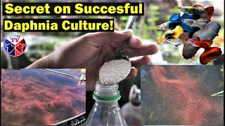 How to Culture Daphnia Successfully [upl. by Dahsraf]