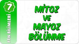 7 Sınıf Fen Bilimleri  Mitoz ve Mayoz Bölünme [upl. by Adnolat104]