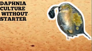 HOW TO CULTURE DAPHNIA NATURALLY WITHOUT A STARTER [upl. by Illona]