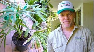 Repotting a Raphis Palm  Greg The Gardener [upl. by Beaufort]