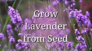 Grow Lavender from Seed [upl. by Rebekkah]