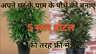 Rhapis palm care and propagation  रैपिस पाम को घना बनाने का फंडा  palm care in hindi [upl. by Brass659]