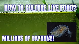 How to Culture Daphnia Secret Method to Breed MILLIONS  Simply Aquatic [upl. by Anaitak]