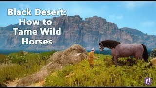 Black Desert Online BDO  How to Tame a Horse [upl. by Refynnej848]