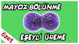 Mayoz Bölünme ve Eşeyli Üreme Özet  TYT Biyoloji [upl. by Letnuahs]