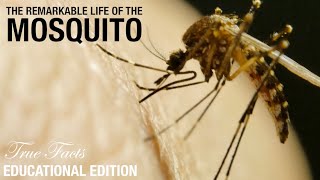 Mosquitos Educational Edition [upl. by Cyrillus]