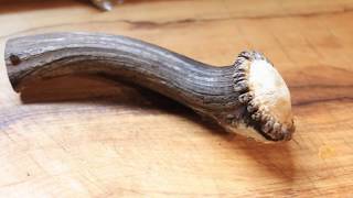 Stabilising a Deer Antler  Step by step instruction [upl. by Ioj]