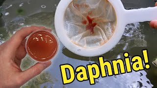 How I Culture Daphnia In Outdoor Tubs [upl. by Valoniah131]