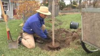 How to Plant a Tree Step by Step gardenorg [upl. by Marylou]