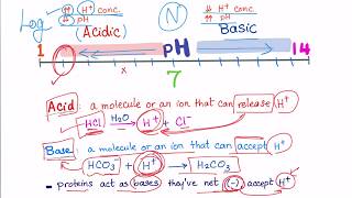 Acid Base Disorders part 2 acidosis vs acidemia [upl. by Hollinger703]