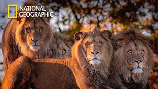 Africas Hunters  Lion Pride Documentary  National Geographic Full HD 2023 [upl. by Akenahs]