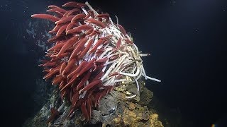 Fiery Riftia Tube Worms Near Guaymas Basin Vents  Nautilus Live [upl. by Eirual]