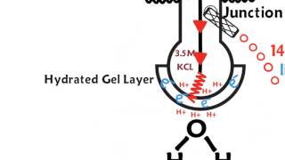 How a pH meter works [upl. by Hammer439]