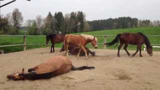 Horses rolling in the sand 1  01052013 [upl. by Yerroc]