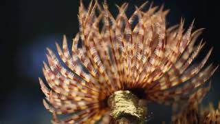 Facts The Feather Duster Worm [upl. by Netsrik]