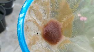 How to culture daphnia moina in a small container Part 1 English Subtitle [upl. by Armando371]