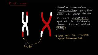 Mayoz bölünme temel kavramlar tetrat sinapsis kiyazma krossover crossover [upl. by Notslah]