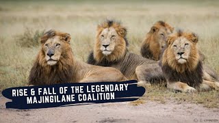 MAJINGILANE MALE LIONS  RISE AND FALL OF LEGENDARY COALITION OF LION BROTHERS [upl. by Atkinson174]