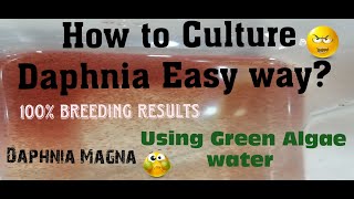 Daphnia MagnaHow to Culture Daphnia Easy wayCulturing Daphnia using Green water Daphnia [upl. by Pfosi]