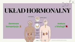 Układ hormonalny 💧  budowa charakterystyka hormony i gruczoły 📕 biologia rozszerzona do matury 🍀 [upl. by Goerke]