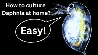 BEST Live Fish Food Beginner guide How to Culture Daphnia at home [upl. by Yeslaehc]