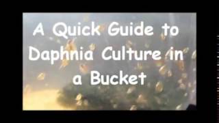 How to culture daphnia outside [upl. by Aimik]