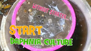 How to culture daphnia moina the easy way 1  Starting the Daphnia culture [upl. by Ateiram]