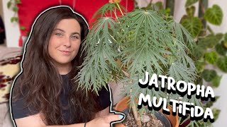 How To Care For Jatropha Multifida  Coral Bush  Physic Nut Plant [upl. by Aropizt]