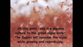 Daphnia  How to grow daphnia in your home [upl. by Volnak452]