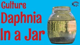 How to Culture Daphnia in a Jar [upl. by Moberg]