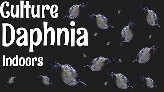 How to Culture Daphnia [upl. by Tinya701]