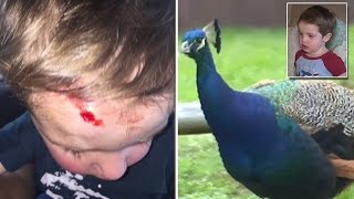 2YearOld Gets Horrifically Attacked By Peacock Inside Public Park [upl. by Faubert]