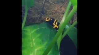 Dendrobates leucomelas calling [upl. by Ynez]