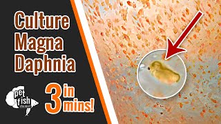 How to culture DAPHNIA MAGNA  The easy way [upl. by Arleen]