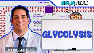 Metabolism  Glycolysis [upl. by Romy318]