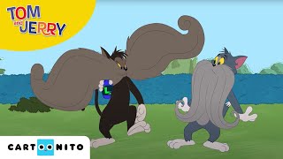 Tom și Jerry  Mustața  Cartoonito [upl. by Mattias]