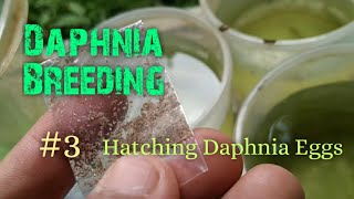 Daphnia Culture made simple and easy 3  Hatching Daphnia eggs [upl. by Rodnas892]