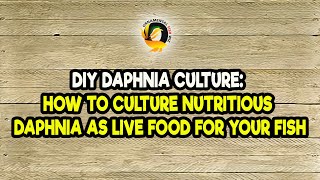 DIY Daphnia Culture How to Culture Nutritious Daphnia as Live Food for Your Fish [upl. by Cornelie]