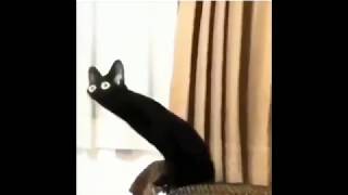 Distorted black cat meme Content Aware Scale [upl. by Llecram919]